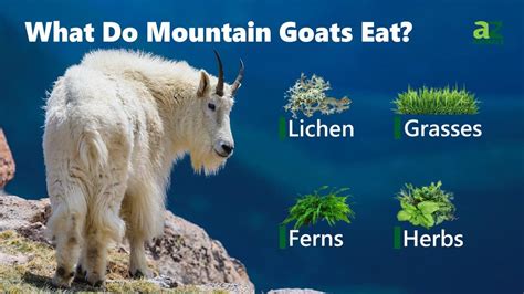 are goats diet similar to deer